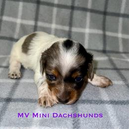 Princess - Dapple female Dachshund puppy in Carlsbad, Texas from MV Mini Dachshunds