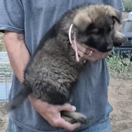 Girl 1 - Sable female German Shepherd puppy in Lake George, Colorado from High Country German Shepherds