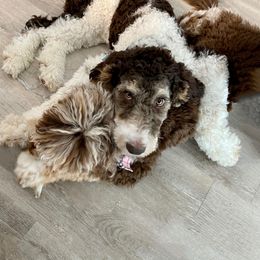 Aussiedoodle Puppies from Gore Doodle Ranch