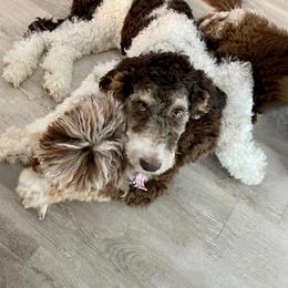 Aussiedoodle Puppies from Gore Doodle Ranch