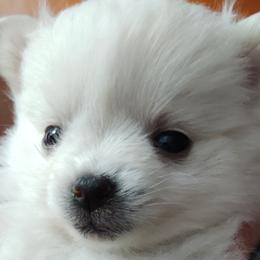 Pomeranians from Long Loving Pomeranian