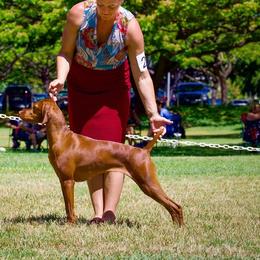 Indy - Vizsla
