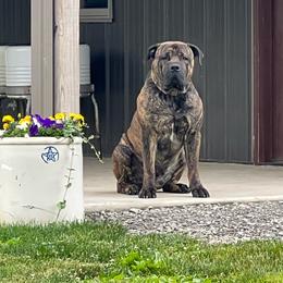 Rumble - Brindle male Boerboel puppy in Guysville, Ohio from Fueled Kennel