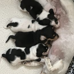 Dachshund Puppies from Empire's Dachshunds