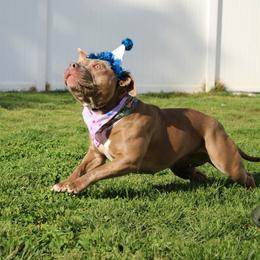 Svetlana - American Bully