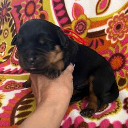 Thunder - Black and mahogany male Rottweiler puppy in Crothersville, Indiana from The Solid Rock Kennel
