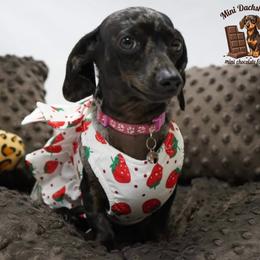 Dachshunds from Tristan Mini Dachshunds