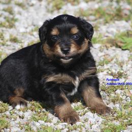Adi - Black tri female Miniature American Shepherd puppy in Hillsdale, Michigan from Faithwalk Aussies and Mini American Shepherds