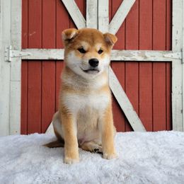 Toshi - Red male Shiba Inu puppy in Sacramento, California from Shiba Inu of Matrix