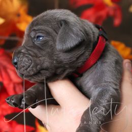 Ripple - Blue male Great Dane puppy in Denison, Texas from Hundeity Great Danes