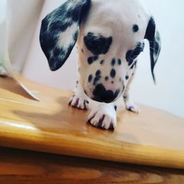 Dalmatian Puppies from LINY Dalmatians