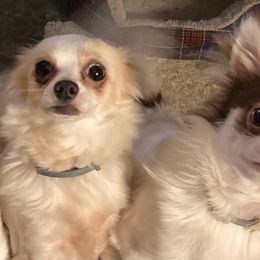 Chihuahuas from Canler Chihuahuas