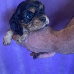 Boy 2 - Black and tan Cavalier King Charles Spaniel puppy in St. Cloud, Minnesota from Embricks Cavaliers