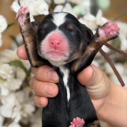 Simon - brown collar - Tri-color male Bernedoodle puppy in Yuciapa, California from AlltheDoodlez_