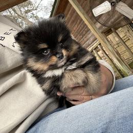 Coconut - Tri-colored male Pomeranian puppy in Zavalla, Texas from Precious Puff Poms