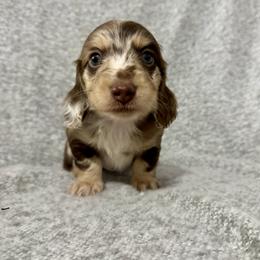 Dachshunds from Carter’s Dachshunds
