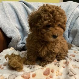 Max - Red  male Poodle puppy in Cedar Springs, Michigan from Pridespoodles