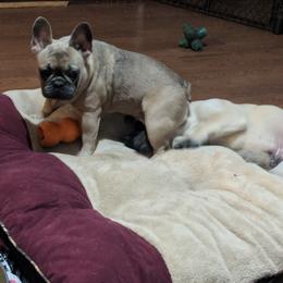 Gigi - French Bulldog