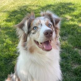 Ginger - Australian Shepherd