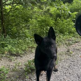 Dachshund and German Shepherd Puppies from Illyria Dox & GSD