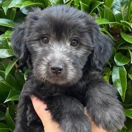 Flint - Phantom male Goldendoodle puppy in Enumclaw, Washington from Owen-a-Doodle