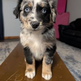 Harper - Blue merle female Australian Shepherd puppy in Elverson, Pennsylvania from Blosenski Aussies