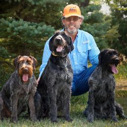 German Wirehaired Pointers from WyoWires German Wirehaired Pointers