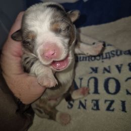 Blue Merle girl 3 - Blue merle female Toy Australian Shepherd puppy in Madisonville, Tennessee from LaRose Farm & Kennels