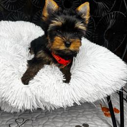Tiny boy READY NOW - Black and tan male Yorkshire Terrier puppy in Cornelia, Georgia from Kruz Kennels