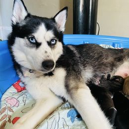 Iris - Siberian Husky