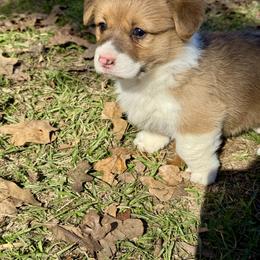 Sissy - Red female Pembroke Welsh Corgi puppy in Brashear, Texas from Sherwood Acres Pembrokes