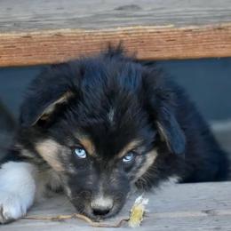 Snickers - Red tri-color male Australian Shepherd puppy in Prineville, Oregon from KC’s Aussies