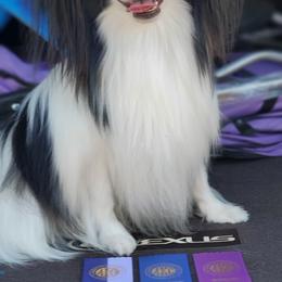 Papillon Puppies from Enchanting Papillons