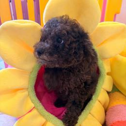 Rosie - Merle female Goldendoodle puppy in Naples, Florida from Goldendoodles Of Naples,INC