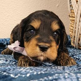 Aurelia - Phantom female Bernedoodle puppy in Temecula, California from Oodles O'Doodles