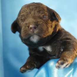 Lagotto Romagnolo Puppies from Morena