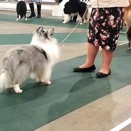 Collie and Shetland Sheepdog All Grown Up from Zandria Collies and Shetland Sheepdogs