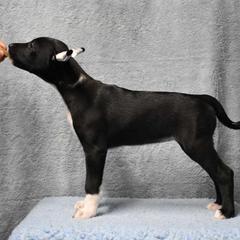 Tostada - Black and white Xoloitzcuintli puppy in Georgia from Tailwynd Kennels