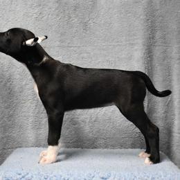 Tostada - Black and white Xoloitzcuintli puppy in Georgia from Tailwynd Kennels
