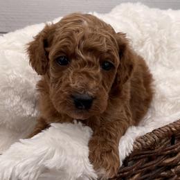 Max - Red  male Goldendoodle puppy in Kansas City, Kansas from Bella & Ivy’s Mini Goldendoodles of KC
