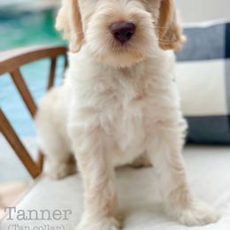 Labradoodle Puppies from Florida Doodle