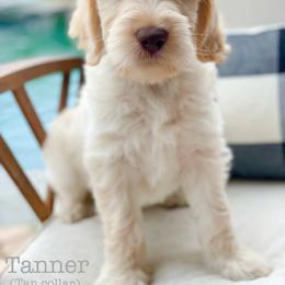 Labradoodle Puppies from Florida Doodle