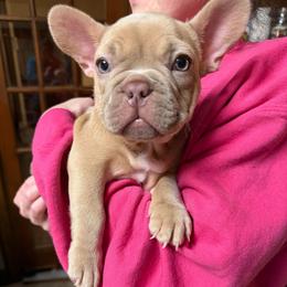 Zoe - Blue fawn female French Bulldog puppy in Chesapeake, Virginia from Pardon My Frenchies