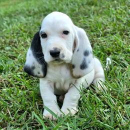 Weedle - Black white and tan male Basset Hound puppy in Lebanon, Ohio from Golden Acres D & B