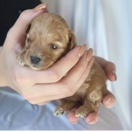 Oliver Hayes - male Cavapoochon puppy in Fairmont, West Virginia from Ruby Heirloom Companions