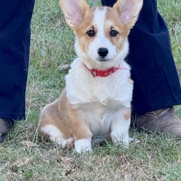 Merida - White and red female Pembroke Welsh Corgi puppy in Athens, Texas from Ricochet Corgis