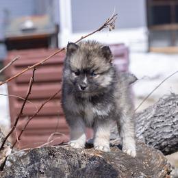 Pomsky Puppies from New World Pomskies