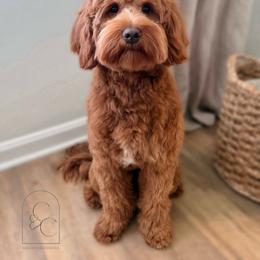Cash - Goldendoodle