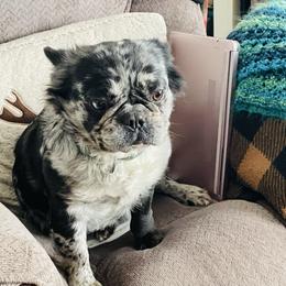 French Bulldog puppies from Leather & Lace