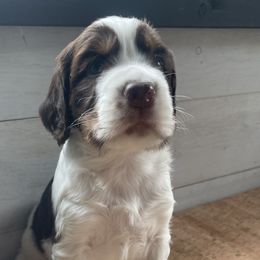 Fawkes - English Springer Spaniel puppy in Park Rapids, Minnesota from Lakeside Summit Springers